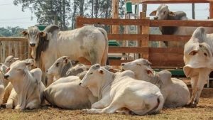 Sequía golpea duro al Valle del Yaqui leche cae 33 %, consumo 20 %